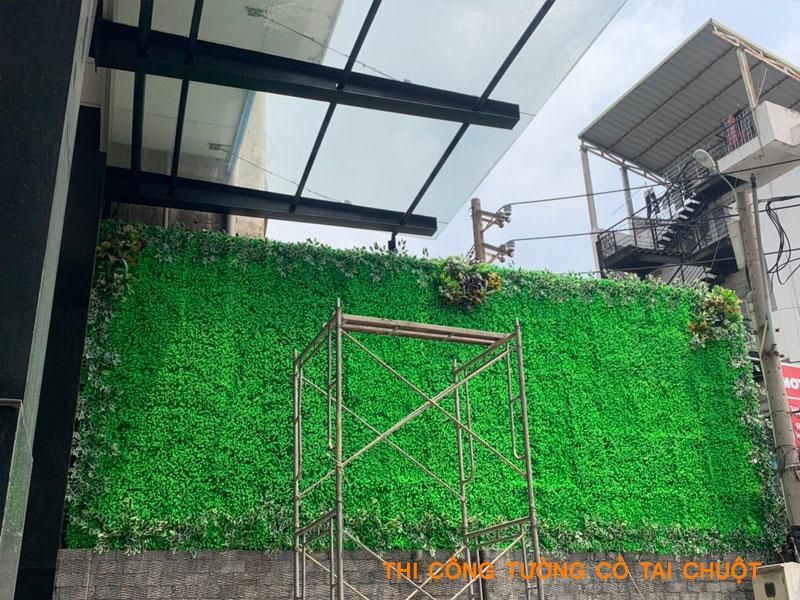 cỏ tai chuột trang trí tường tòa nhà