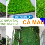 Thi công cỏ nhân tạo và tường cây giả tại Cà Mau